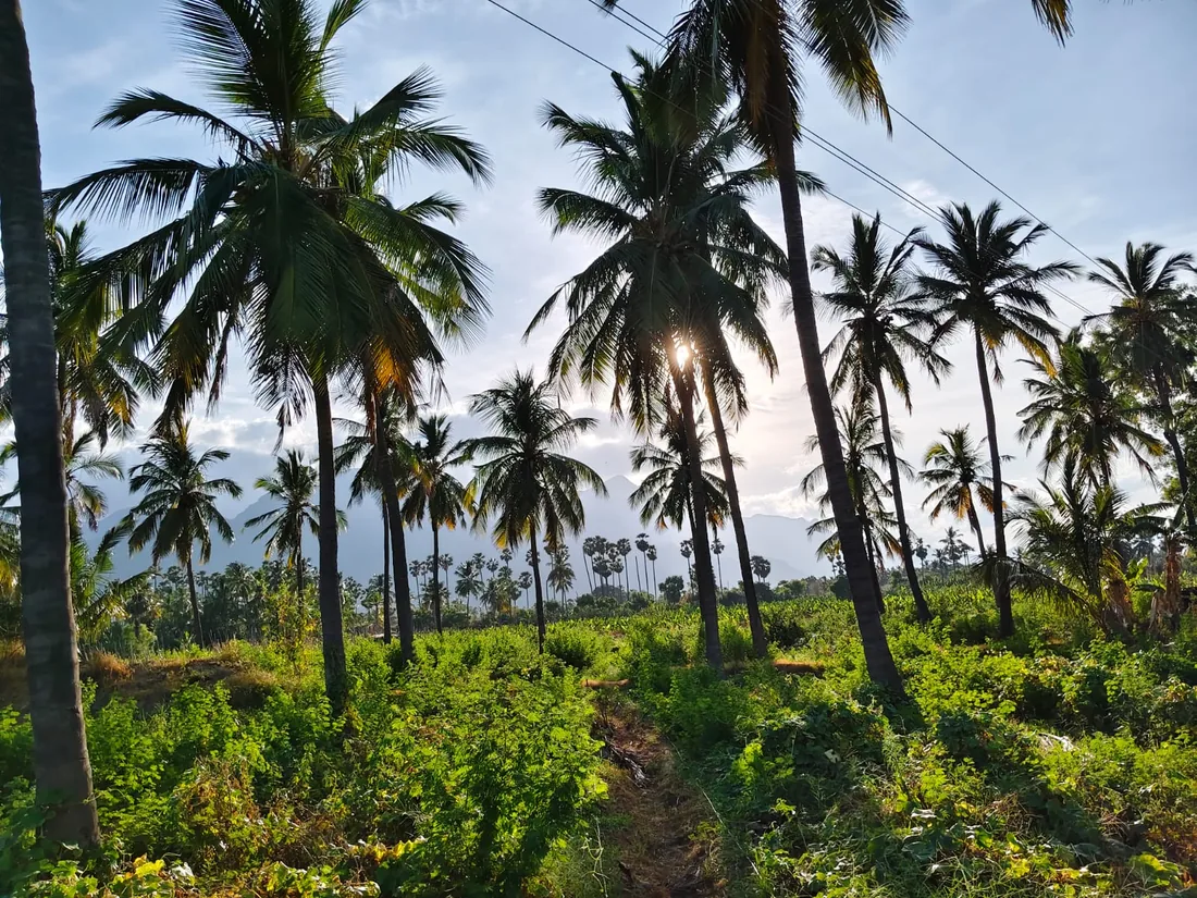 Nellai Natures family coconut farm at sunrise, Tirunelveli